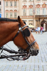 Tête de cheval attelé © oceane2508
