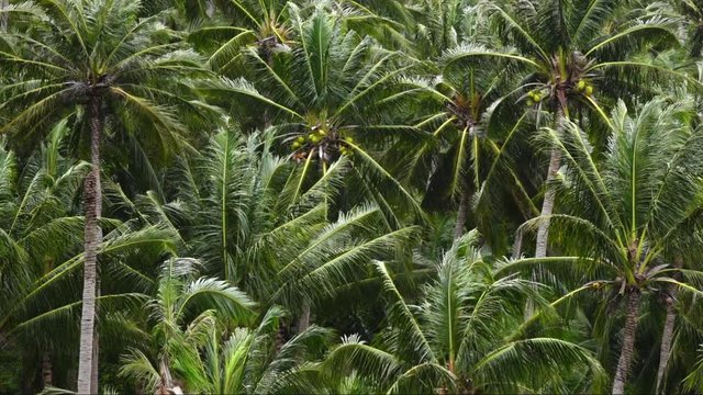 Slow motion of mountain coconut palm forest on wind. Lush foliage of tropical jungle. Beautiful background for amazing intro in excellent decelerated footage. Exotic view of green floral freshness.
