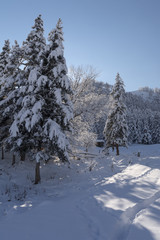 Snow covered larch and fir trees in the highlands. The snow spar