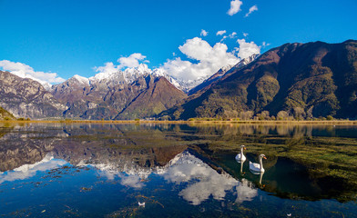 Riserva Naturale di Pian di Spagna - Lago di Novate Mezzola - Valchiavenna (IT) - Cigni © Silvano Rebai