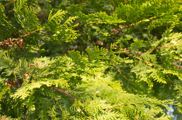 a branch of spruce as background