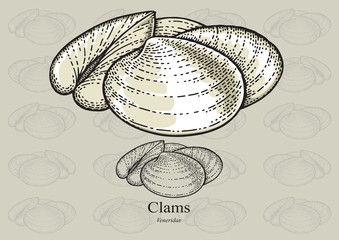 Clams. Vector illustration for artwork in small sizes. Suitable for graphic and packaging design, educational examples, web, etc.