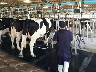 Fototapeta na wymiar A Milkmaid is working to milk dairy cows in the farm.