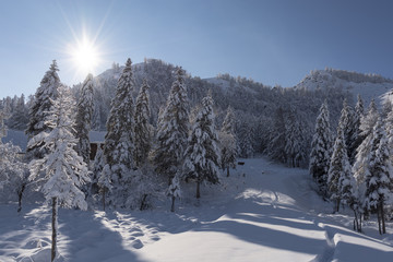 Snow covered larch and fir trees in the highlands. The snow spar