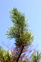 Green Coniferous  tree pine branch on blue sky background. 