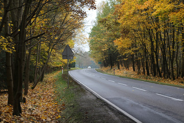 droga lokalna w leśnej jesiennej scenerii © wb77