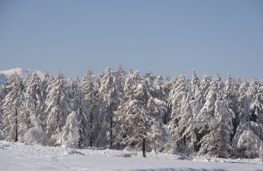 Snow covered larch and fir trees in the highlands. The snow spar