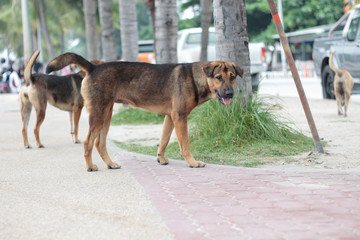 Stray dog