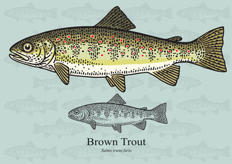 Brown Trout. Vector illustration for artwork in small sizes. Suitable for graphic and packaging design, educational examples, web, etc.