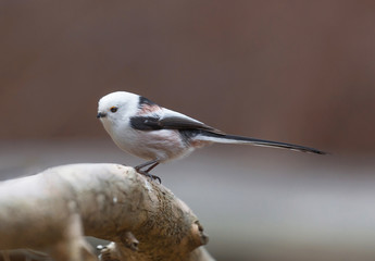 Fototapeta premium Long tailed tit (Aegithalos caudatus).