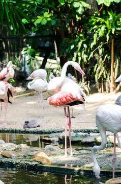 Fototapeta Flamingo in the zoo. Standing spread wings Focus on birds in zoo