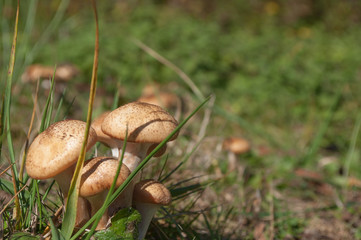 champignons dans un pré