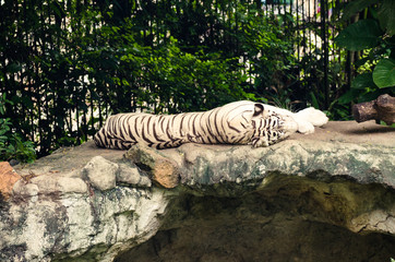 Naklejka na ściany i meble White Tiger On a Rock In Zoo