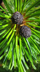 The pine and branch of dwarf cedar tree, Kunashir, Kuril island, Russia