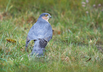 Eurasian sparrowhawk (Accipiter nisus).