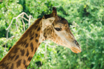 giraffe portrait, in the zoo