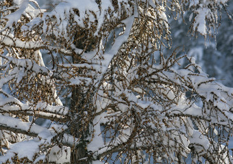 Snow covered larch and fir trees in the highlands. The snow spar