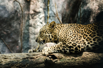 Obraz na płótnie Canvas Leopard tiger.