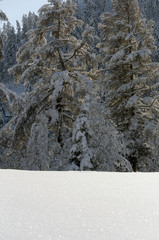 Fototapeta na wymiar Snow covered larch and fir trees in the highlands. The snow spar