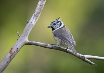 Crested Tit (Lophophanes) sitting on a branch.