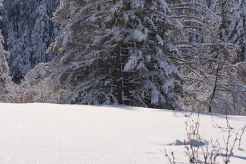 Snow covered larch and fir trees in the highlands. The snow spar