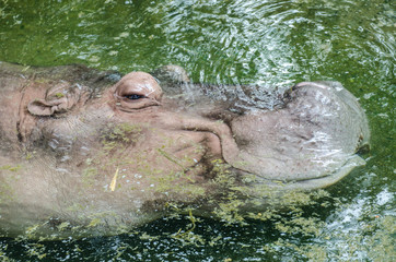 Hippo floating in dirty green water pool
