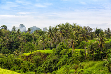 tropical jungle on the island of Bali, Indonesia