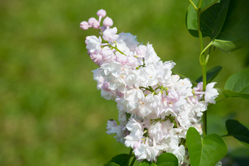 branch of blossoming lilac close up