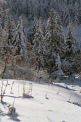 Snow covered larch and fir trees in the highlands. The snow spar