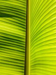 Banana leaves of backlight fresh green leaf