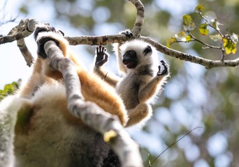 Mother and baby lemur in a tree