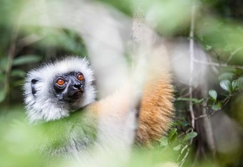 Sifaka in a tree