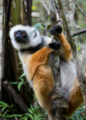 Sifaka in a tree