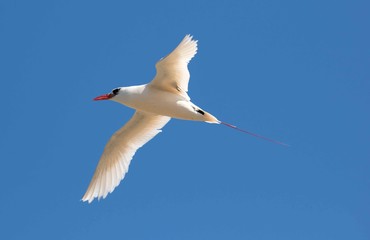 Red tailed tropic bird