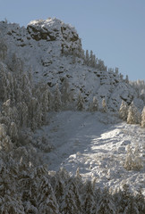 Snow covered larch and fir trees in the highlands. The snow spar