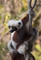 Lemur in a tree