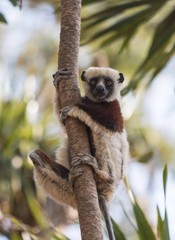 Lemur watching from a tree