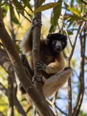 Lemur watching from a tree