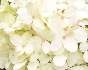 white flowers