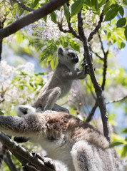 Baby lemur climbing a tree