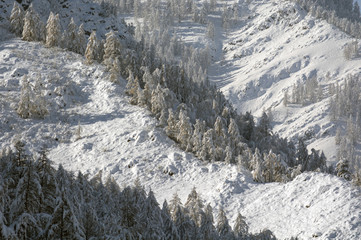 Fototapeta na wymiar Snow covered larch and fir trees in the highlands. The snow spar