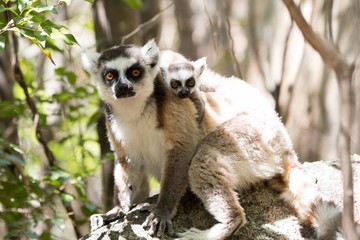 Ring tailed lemur mother and baby © Clare