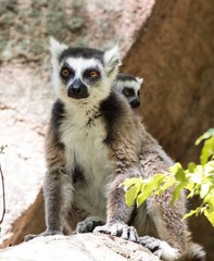 Mother and baby lemur