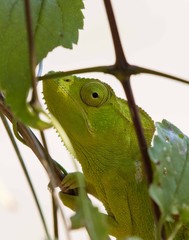 Chameleon in Madagascar