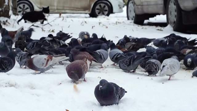 Winter shot of a flock of pigeons feeding on the snow and a cat on the background