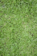 fresh green grass in nature garden