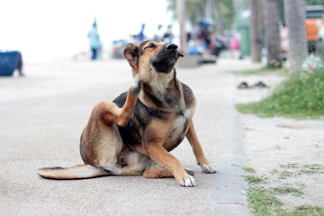 Stray dog soft focus