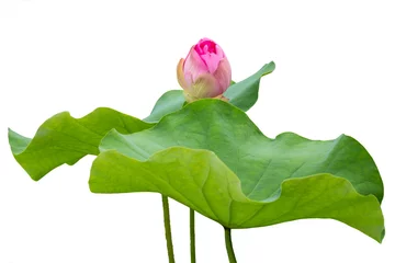 Deurstickers Lotusbloem lotusbloemknop op wit wordt geïsoleerd