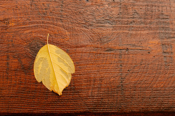 Fototapeta na wymiar Macro of a dry yellow leaf in the fall