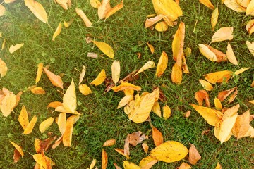 Fallen leaves of trees